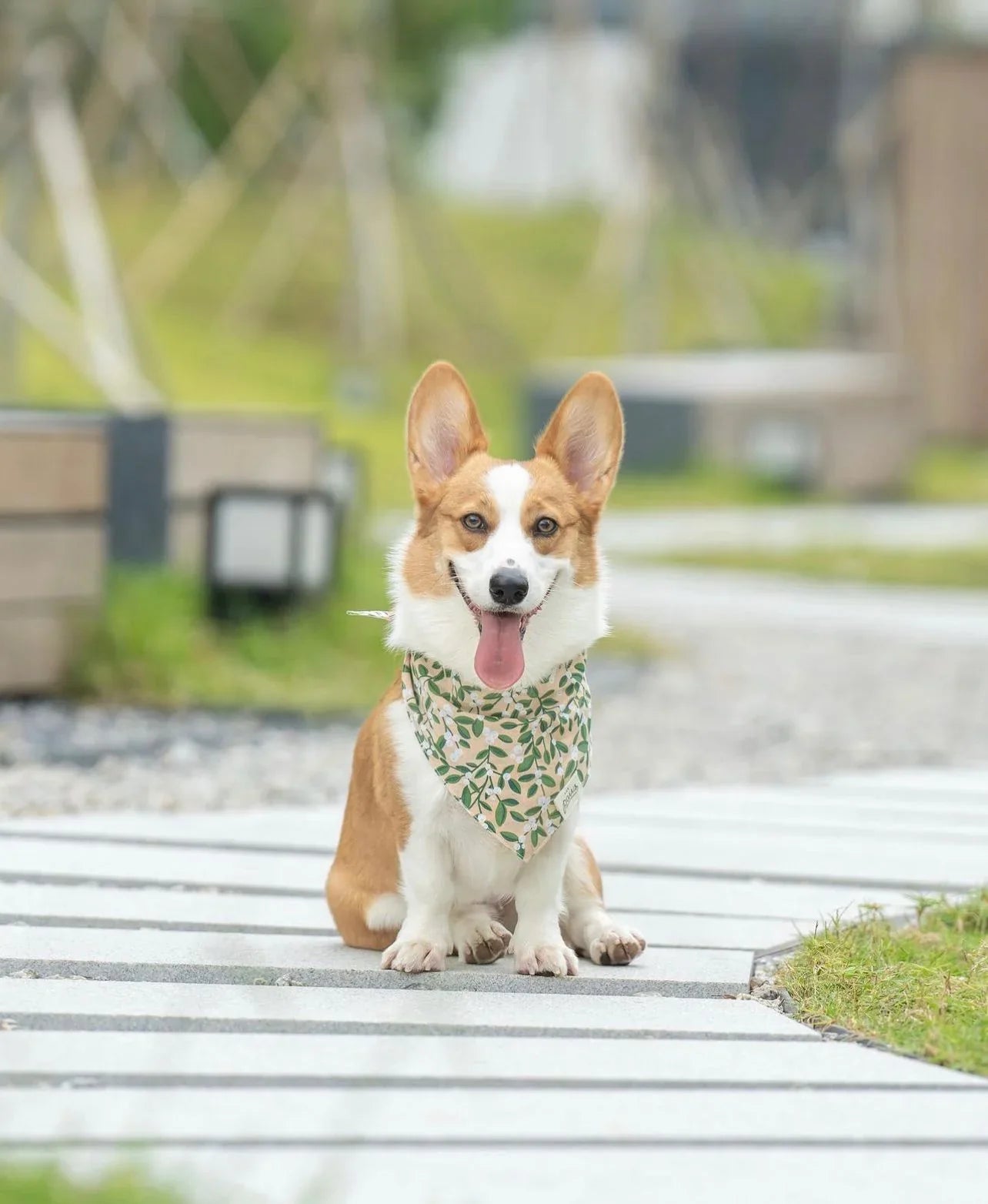The Paws Green Berry Bandana for Dogs and Cats
