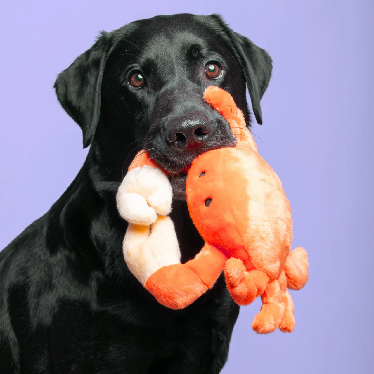 Phyllis Crab Plush Dog Toy