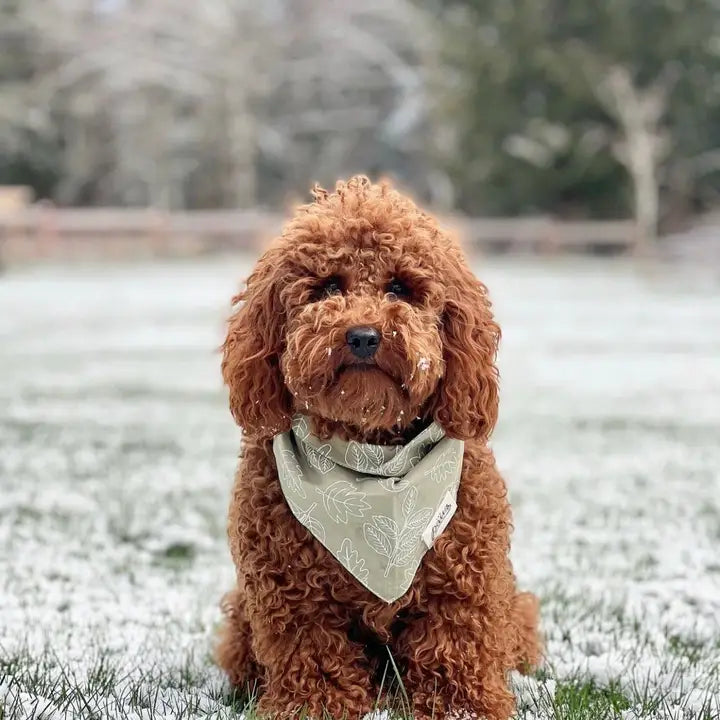 The Paws Run Free Bandana for Dogs and Cats