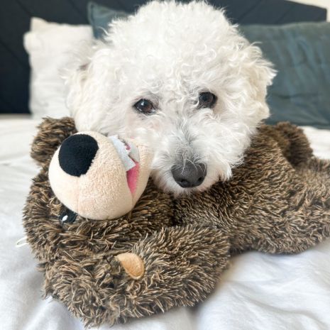 Tall Tails Grizzly Rope Dog Toy