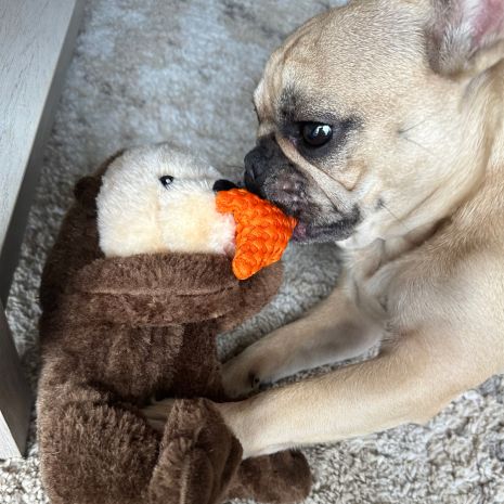 Tall Tails Otter Rope Dog Toy