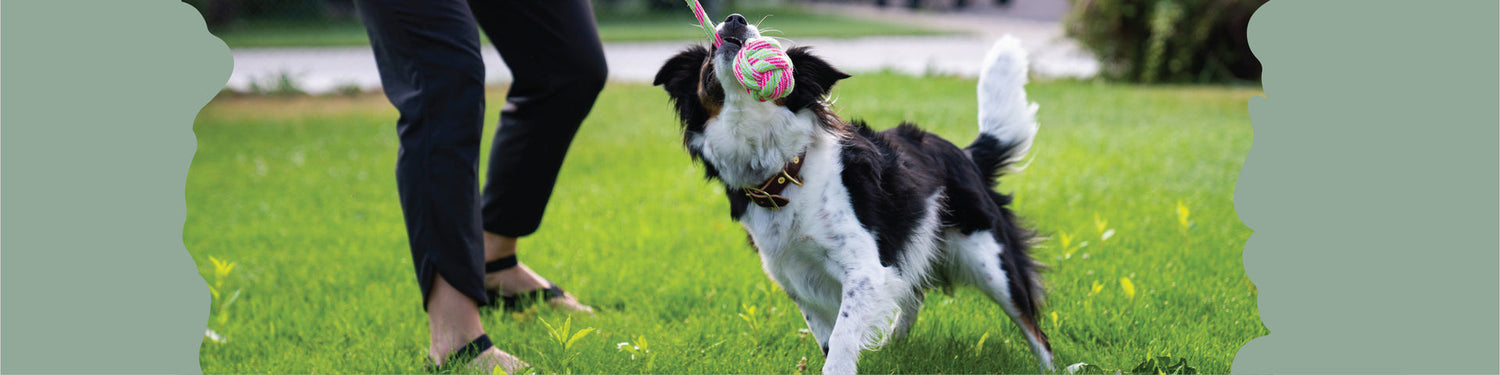 Tough & Durable Toys