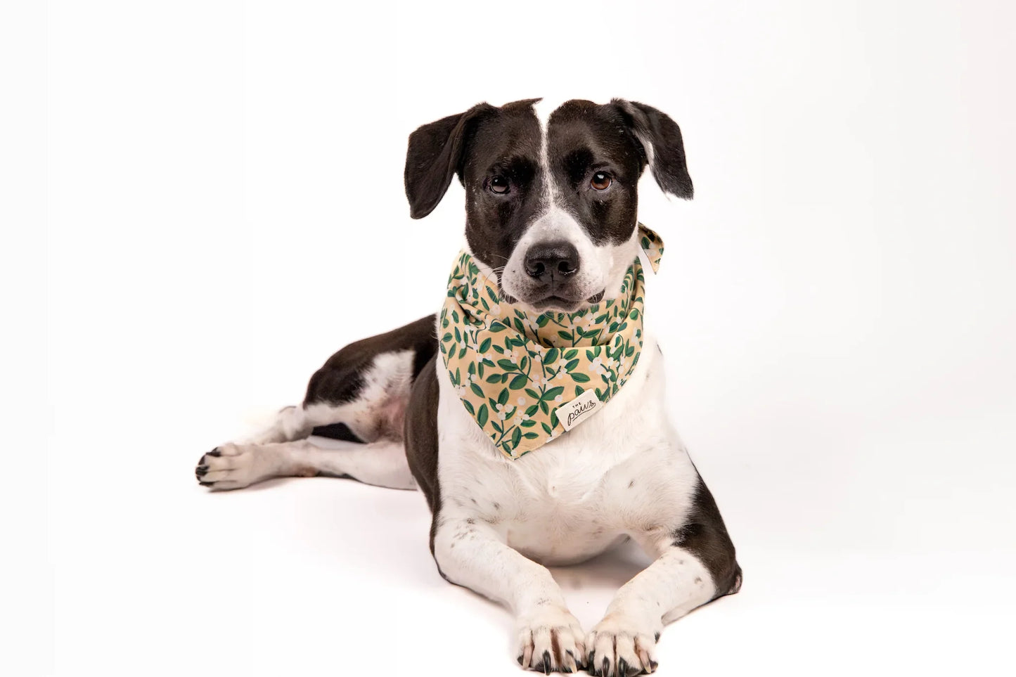 The Paws Green Berry Bandana for Dogs and Cats