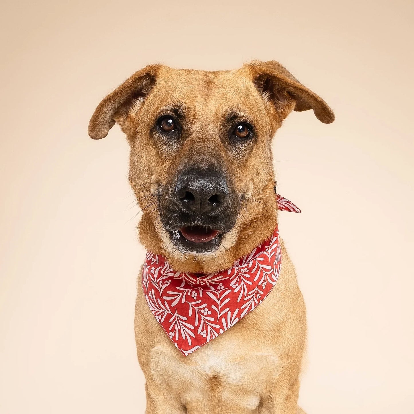 The Paws Noel Berry Holiday Bandana for Dogs and Cats