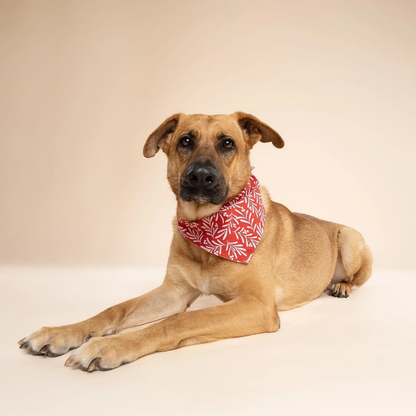 The Paws Noel Berry Holiday Bandana for Dogs and Cats
