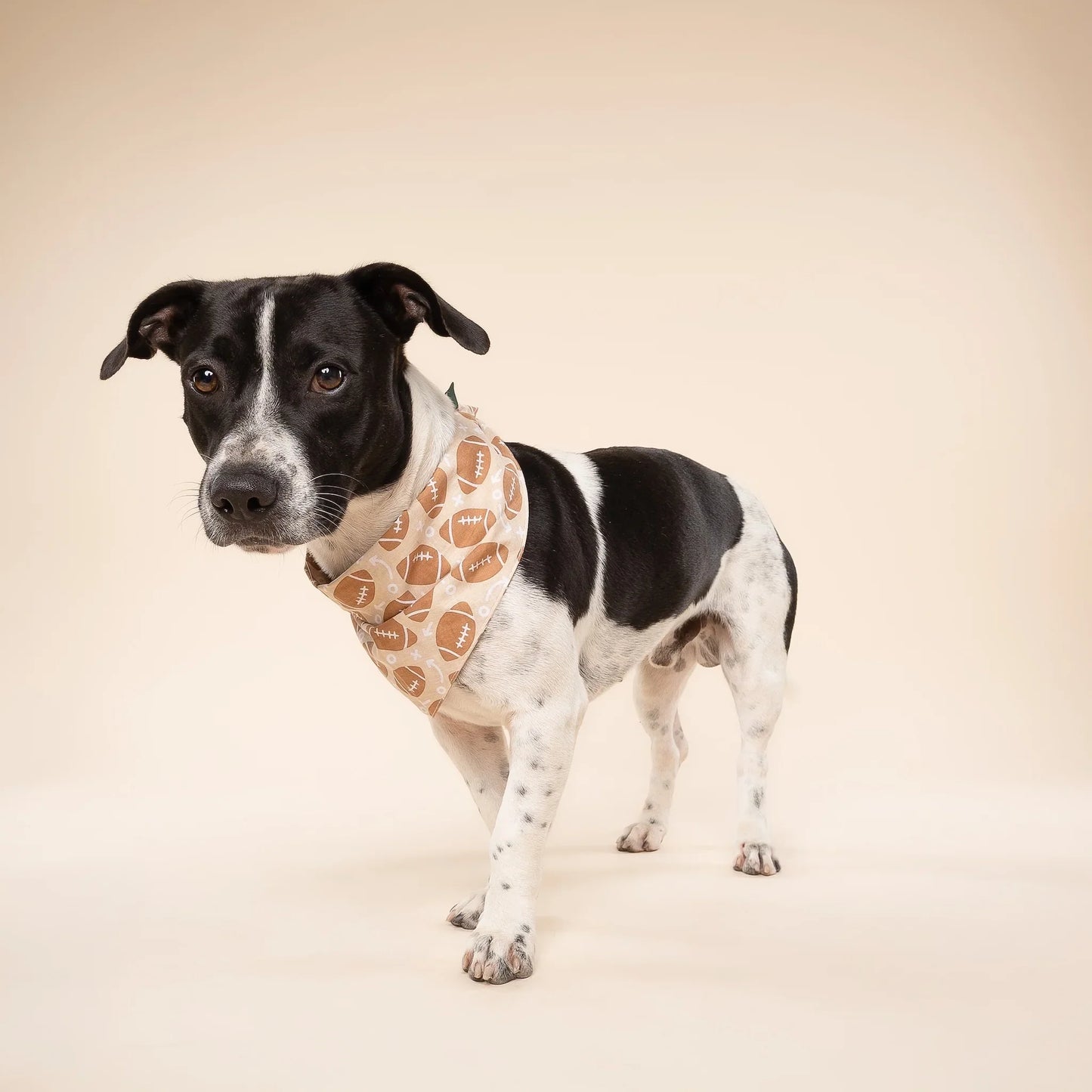 The Paws Football Blitz Bandana for Dogs and Cats