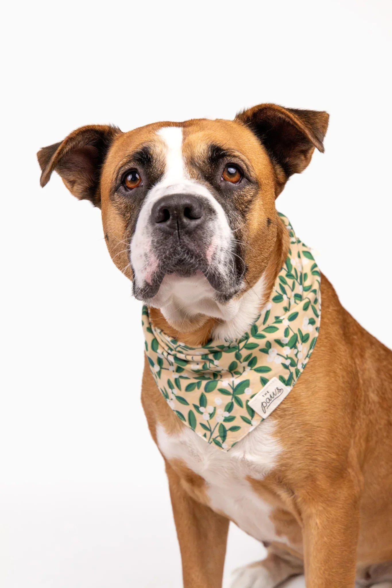 The Paws Green Berry Bandana for Dogs and Cats