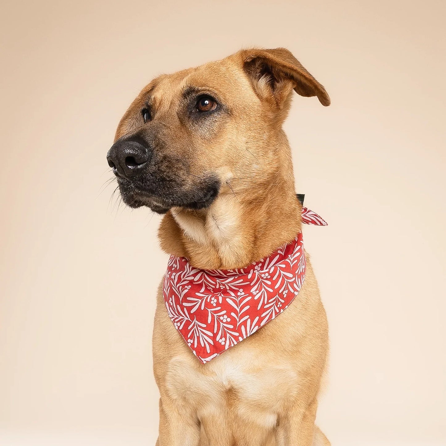 The Paws Noel Berry Holiday Bandana for Dogs and Cats