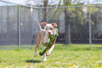 Big Daddy Gator Plush Dog Toy