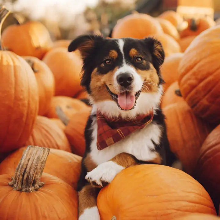 Cider Plaid Flannel Fall Dog Bandana for Dogs and Cats