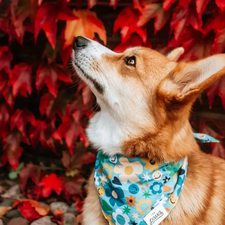 The Paws All Happy Bandana for Dogs and Cats