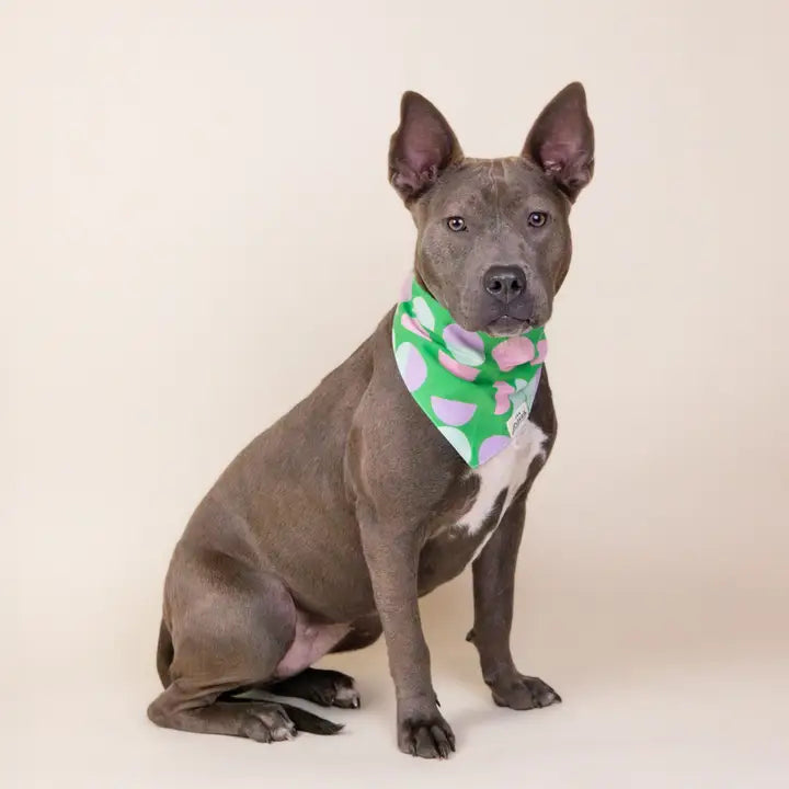 The Paws Elroy Bandana for Dogs and Cats