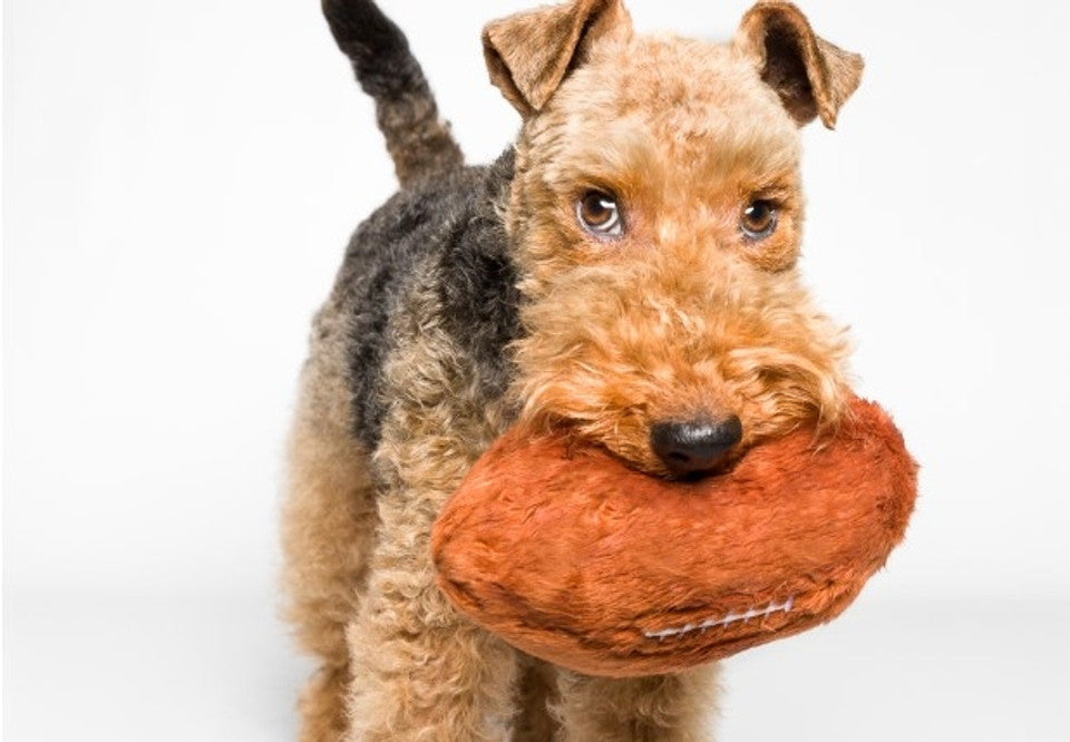 Football Plush Dog Toy