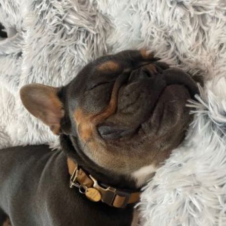 Tall Tails Grey Waterproof Luxe Soft Blanket 40" by 60"