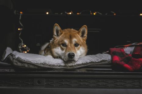 Hunter Red and Black Dog Blanket