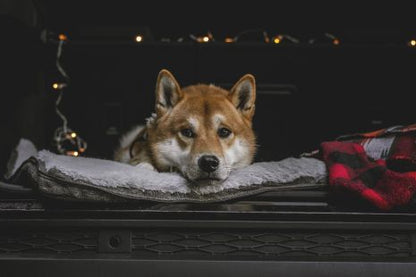 Hunter Red and Black Dog Blanket