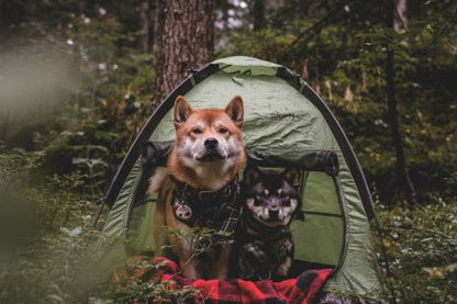 Hunter Red and Black Dog Blanket