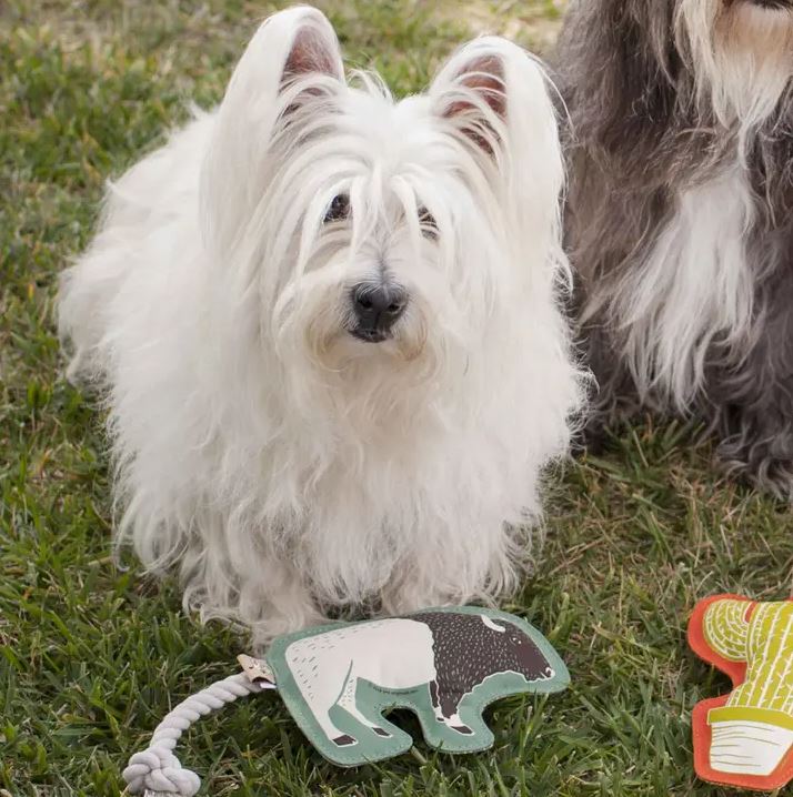 Speckle and Spot Buffalo and Rope Dog Toy